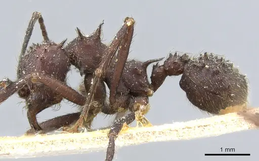Acromyrmex lundii - CASENT0905002