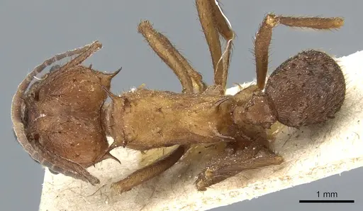 Acromyrmex lundii - CASENT0905004