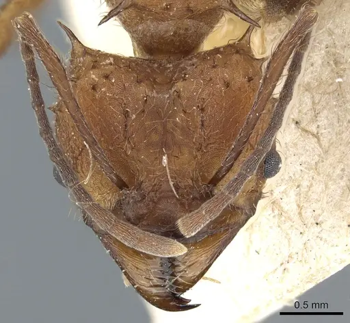 Acromyrmex lundii - CASENT0905004