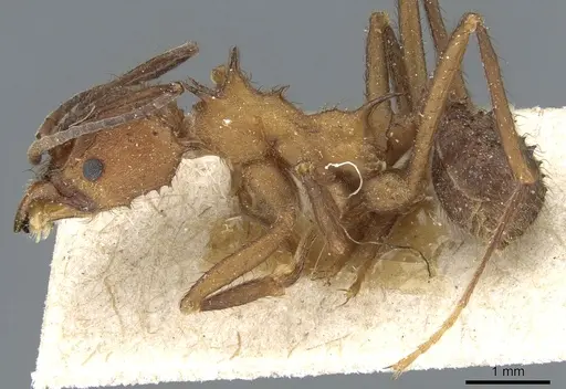 Acromyrmex lundii - CASENT0905004