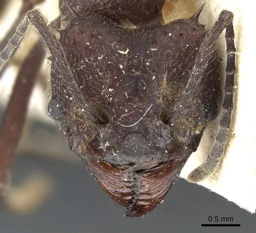 Acromyrmex lundii - CASENT0905005