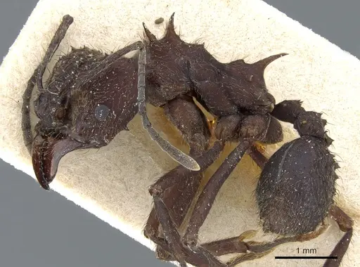 Acromyrmex lundii - CASENT0905005