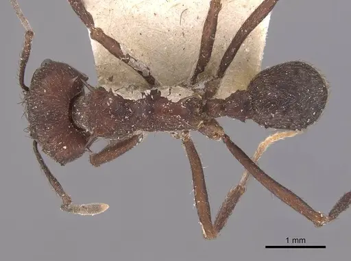 Acromyrmex lundii - CASENT0909417