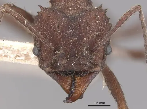 Acromyrmex lundii - CASENT0909417