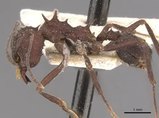 Acromyrmex lundii - CASENT0909417