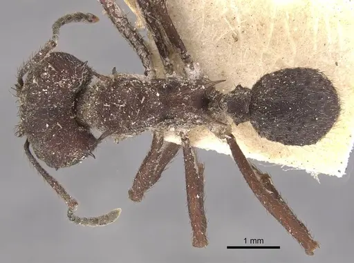 Acromyrmex lundii - CASENT0909418