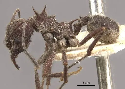 Acromyrmex lundii - CASENT0909418