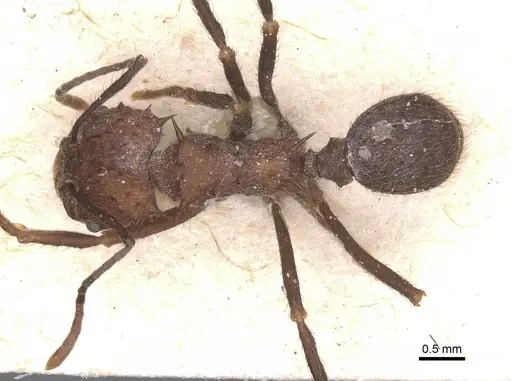 Acromyrmex lundii - CASENT0912464