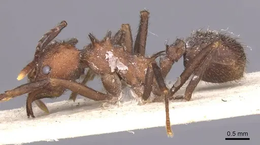 Acromyrmex lundii - CASENT0912464