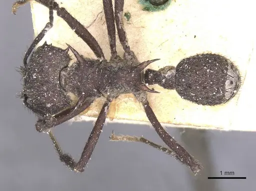 Acromyrmex lundii - CASENT0912465