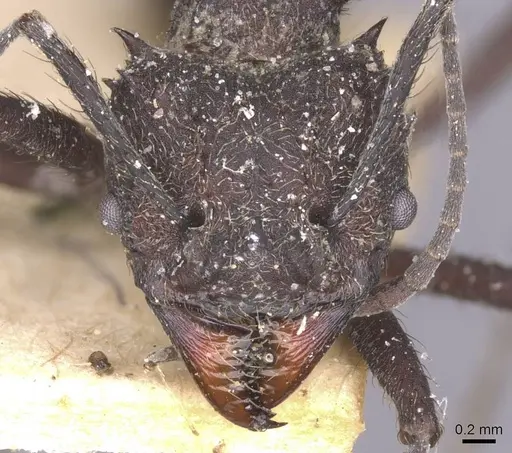 Acromyrmex lundii - CASENT0912465