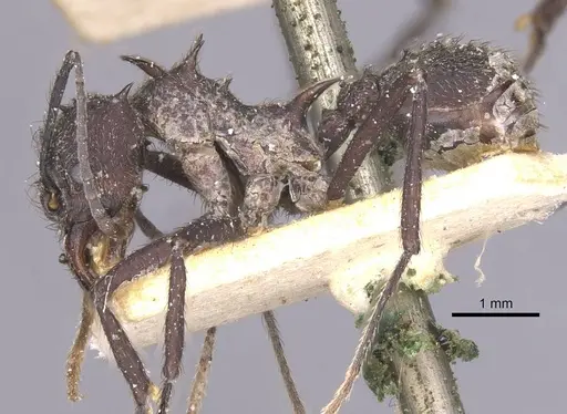 Acromyrmex lundii - CASENT0912465