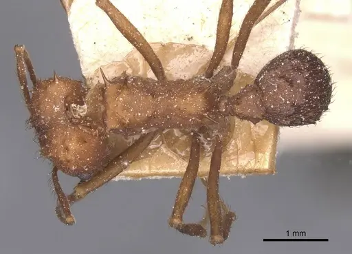 Acromyrmex lundii - CASENT0912466