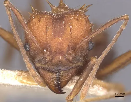 Acromyrmex lundii - CASENT0912466