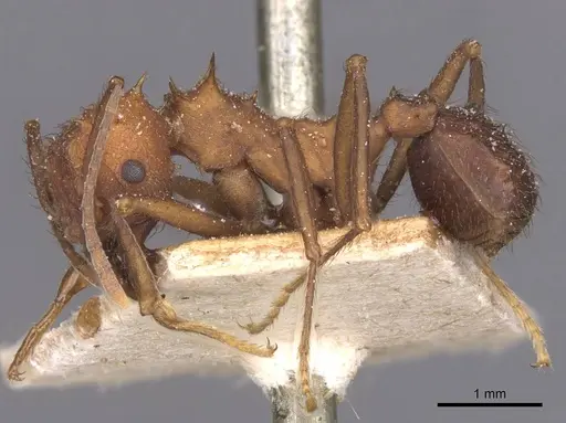 Acromyrmex lundii - CASENT0912466