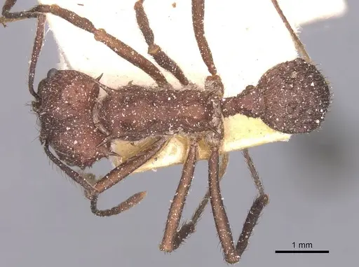 Acromyrmex lundii - CASENT0912467