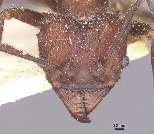 Acromyrmex lundii - CASENT0912467