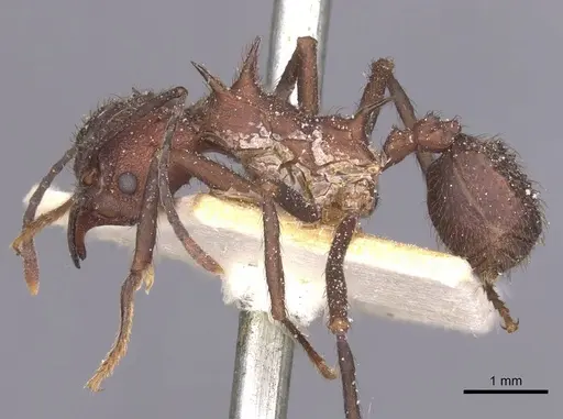 Acromyrmex lundii - CASENT0912467