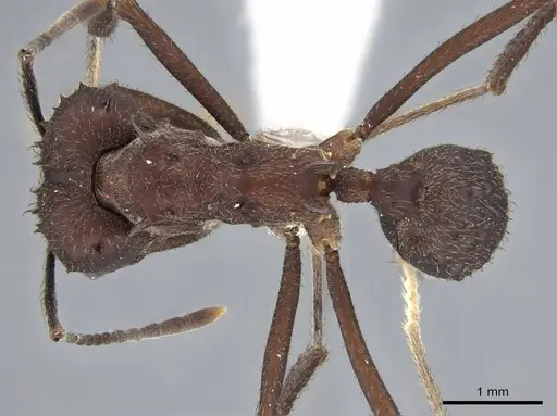 Acromyrmex lundii - CASENT0922027