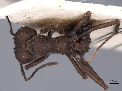 Acromyrmex lundii - FMNHINS0000046994