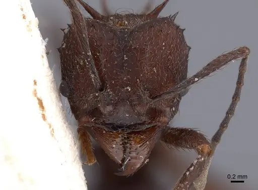 Acromyrmex lundii - FMNHINS0000046994