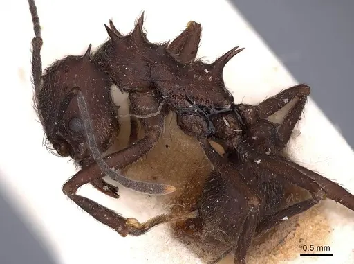 Acromyrmex lundii - FMNHINS0000046994
