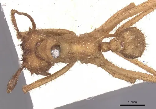 Acromyrmex molestans specimen