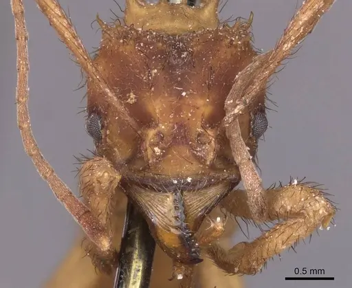 Acromyrmex molestans specimen