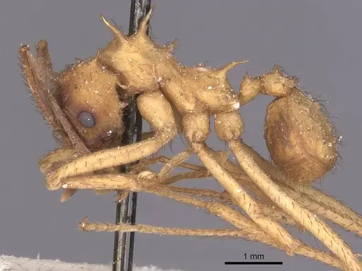 Acromyrmex molestans specimen
