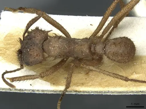 Acromyrmex molestans - CASENT0912474