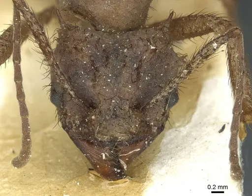 Acromyrmex molestans - CASENT0912474