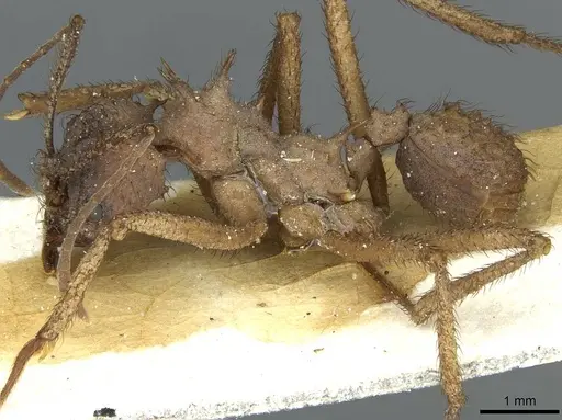 Acromyrmex molestans - CASENT0912474
