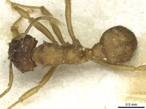 Acromyrmex molestans - CASENT0912475