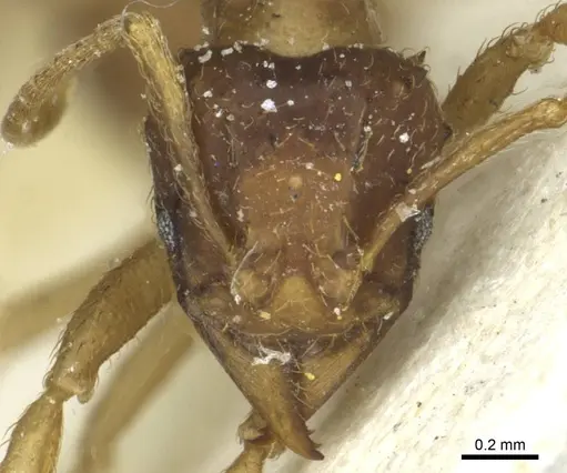 Acromyrmex molestans - CASENT0912475