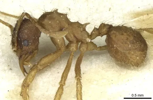 Acromyrmex molestans - CASENT0912475