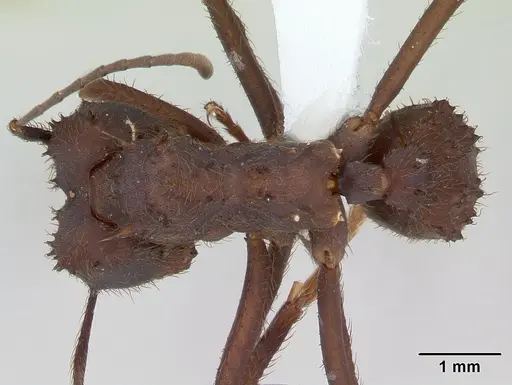 Acromyrmex niger specimen
