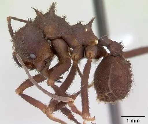 Acromyrmex niger specimen