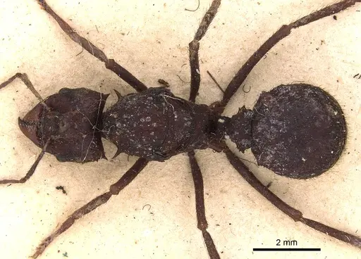 Acromyrmex niger - CASENT0900493