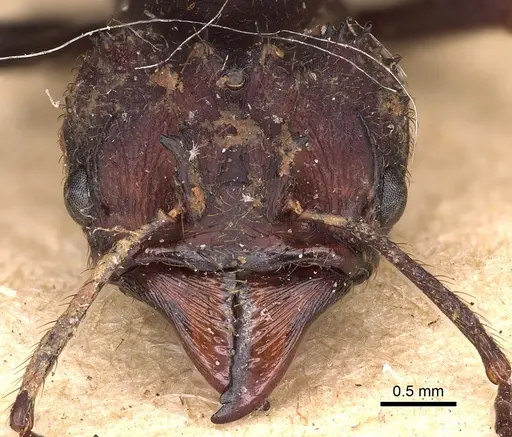 Acromyrmex niger - CASENT0900493