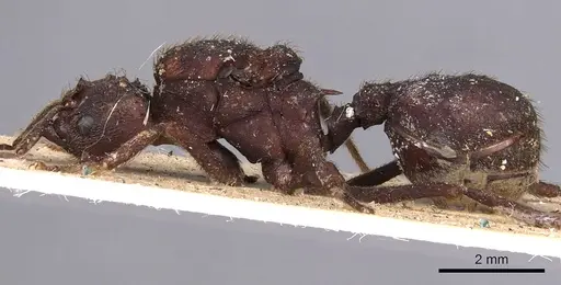 Acromyrmex niger - CASENT0900493