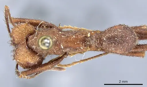 Acromyrmex niger - CASENT0904997