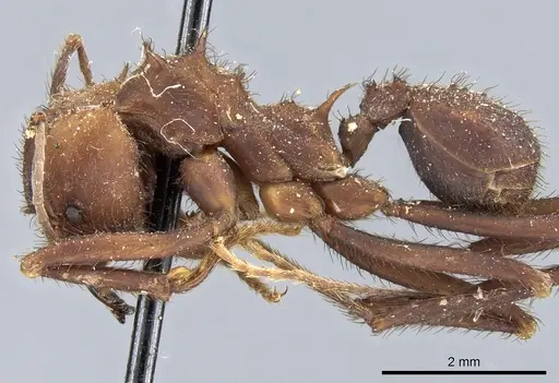 Acromyrmex niger - CASENT0904997