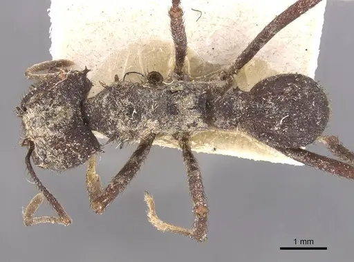 Acromyrmex niger - CASENT0909419