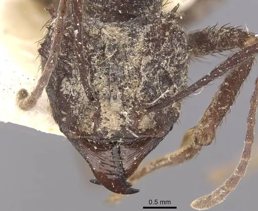 Acromyrmex niger - CASENT0909419