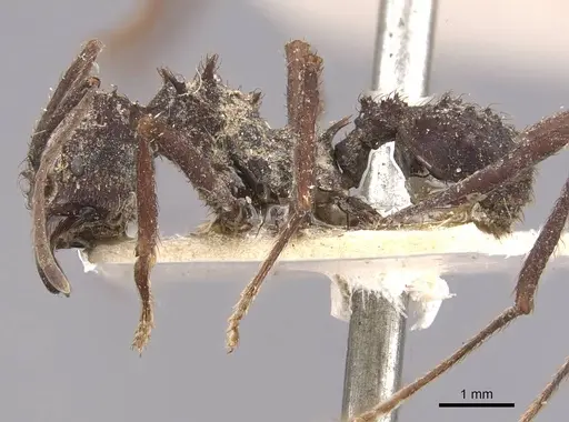 Acromyrmex niger - CASENT0909419