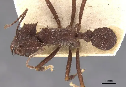 Acromyrmex niger - CASENT0909420