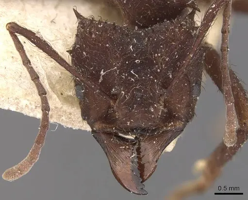 Acromyrmex niger - CASENT0909420