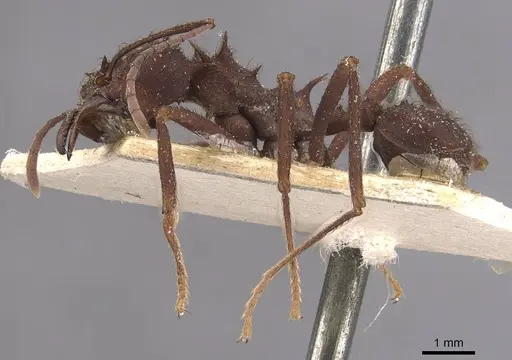 Acromyrmex niger - CASENT0909420