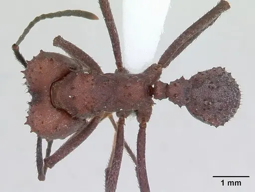 Acromyrmex nigrosetosus specimen