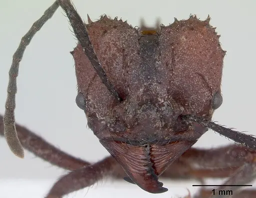 Acromyrmex nigrosetosus specimen